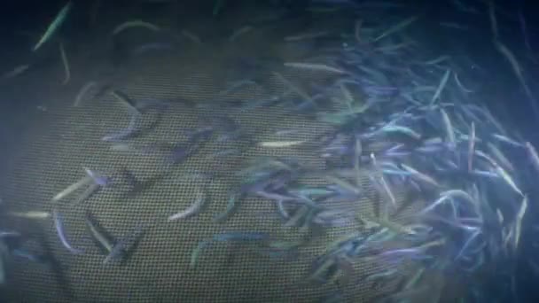 Стая анчоусов морских рыб внутри рыболовной сети. — стоковое видео