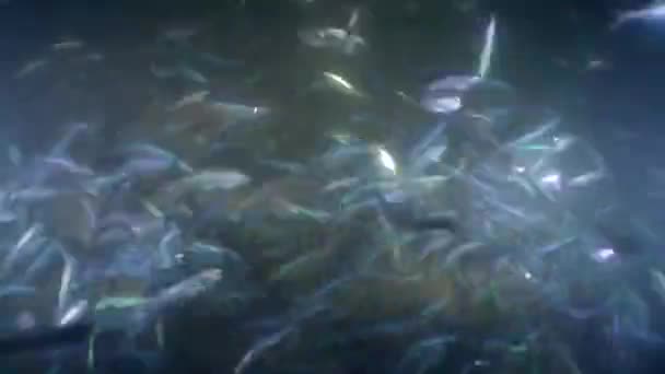Kamera balık ağındaki ançüezli deniz balığı sürüsünün içinden yavaşça geçiyor. Dayak yiyen balığın sesi duyulur.. — Stok video