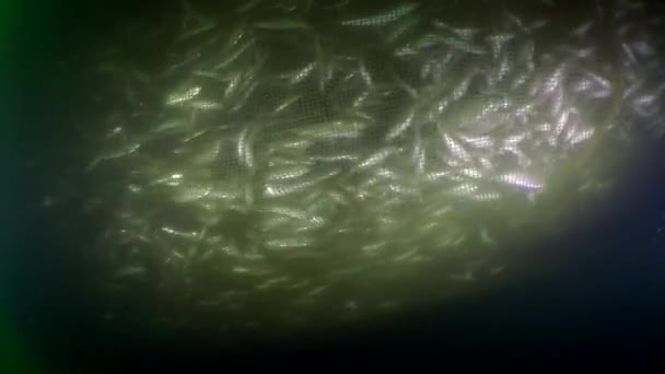 Peixe numa rede de arrasto de pesca: dentro de um saco de rede, diferentes tipos de peixes marinhos estão a tentar encontrar uma saída. — Vídeo de Stock