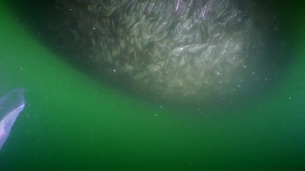 Fische im Schleppnetz: Wenn der Netzbeutel aufsteigt, verhärtet sich der Fisch im Inneren und verliert seine Bewegungsfähigkeit. — Stockvideo