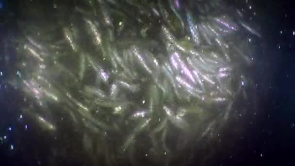 Peixe numa rede de pesca: anchovas de peixes marinhos situadas no interior da rede de arrasto de pesca, em torno de uma nuvem de escamas de peixes, close-up. — Vídeo de Stock