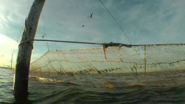 Pesca cerco cerrado en los rayos del sol naciente. — Vídeos de Stock