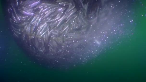 Ryby w sieci rybackiej: gdy podnosi się torebka sieciowa, ryby wewnątrz są tak zwarte, że otoczenie wypełnione jest gęstą chmurą wagi rybnej, która powoli unosi się pod prąd. — Wideo stockowe