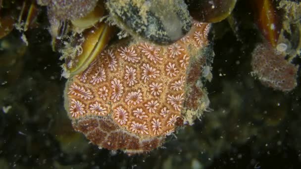 Aszkéd Aranycsillag Tunikát (Botryllus schlosseri). — Stock videók