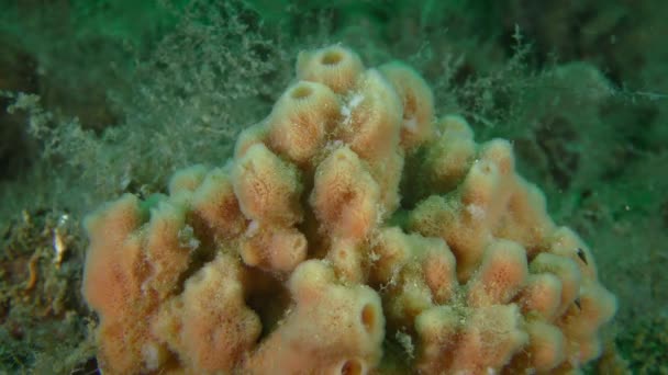 Gąbka napalona (Haliclona sp.) na dnie morza. — Wideo stockowe