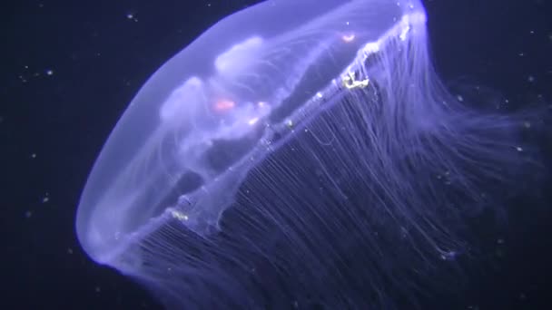 Звичайна медуза (Aurelia aurita) на тлі колони темної води . — стокове відео