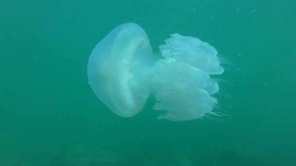 Rhizostome meduzy (Rhizostoma pulmo) pływa na tle słupa wody. — Wideo stockowe