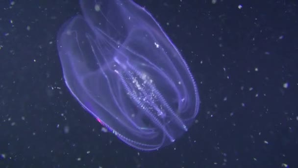 Американское гребенчатое желе (Mnemiopsis leidyi) на тёмном фоне. — стоковое видео