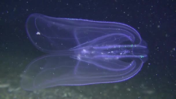 Warty comb jelly (Mnemiopsis leidyi) on a dark background. — Stock Video