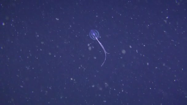 Tenophore Sea krusbär (Pleurobrachia pileus) på en mörk bakgrund. — Stockvideo