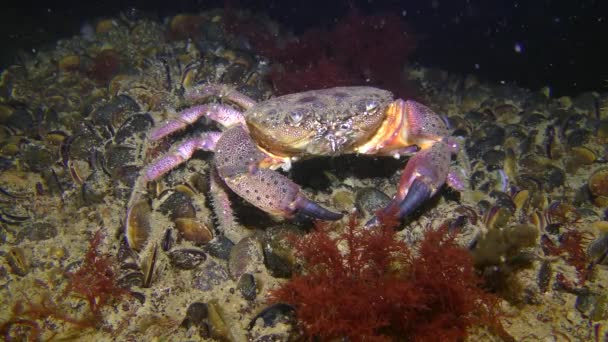 Warty krab zit onderaan en beweegt een snor. — Stockvideo