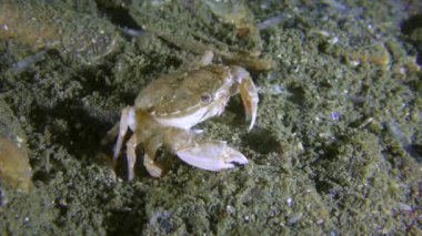 Uçan yengeç (Liocarcinus holsatus) alüvyondan kabuk kazar.