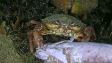 Yeşil yengeç (Carcinus maenas) ölü balık yer.