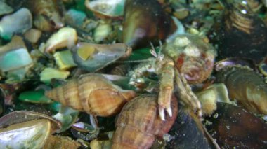 Münzevi yengeçlerin aşk ilişkisi: bir erkek sadece dişiyi değil, aynı zamanda rakibini de ona tutunmaya zorlar..