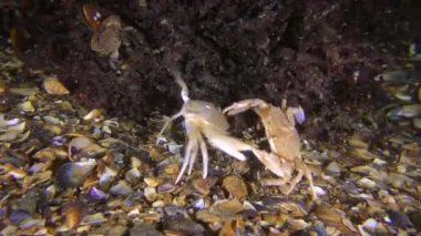 Kırmızı alglerin biyosenozu: alg yakınlarında yüzen iki yengeç savaşı.