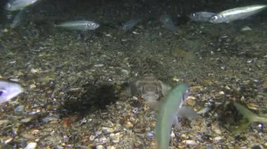 Deniz balığı Knout goby (Mezogobius batrachocephalus) at uskumrusu avlamaya çalışır..