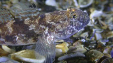Siyah keçi erkek (Gobius niger) deniz tabanında, portre.