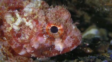 Kara Akrep Balığı (Scorpaena porcus) deniz tabanında parlak renklidir..