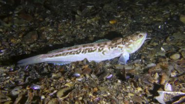 Zehirli balık Greater Weever (Trachinus draco) çerçeveyi terk eder.