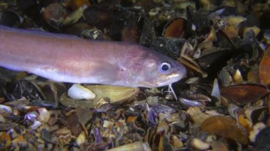 Gece Dibi Balığı Roche 'un yılan blenny' si av arıyor.