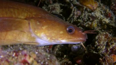 Deniz tabanı üzerinde deniz balığı kayalıkları veya Akdeniz kayaları (Gaidropsarus Mediterraneus).