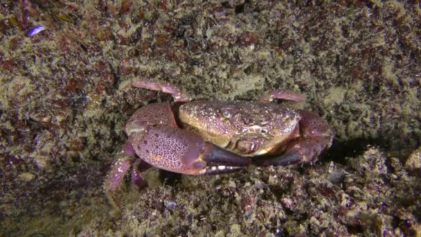 Krab zit tussen stenen begroeid met mosselen, kruipt dan weg. — Stockvideo