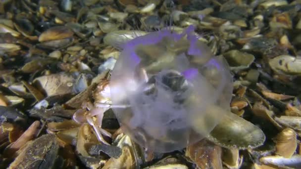Swimming crab (Liocarcinus holsatus) tries to keep the jellyfish in its claws. — Stock Video