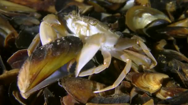 Swimming crab pulls pieces of meat from a mussel shell. — Stock Video