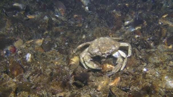 Crabe vert à la recherche de nourriture au fond parmi les coquilles de moules. — Video