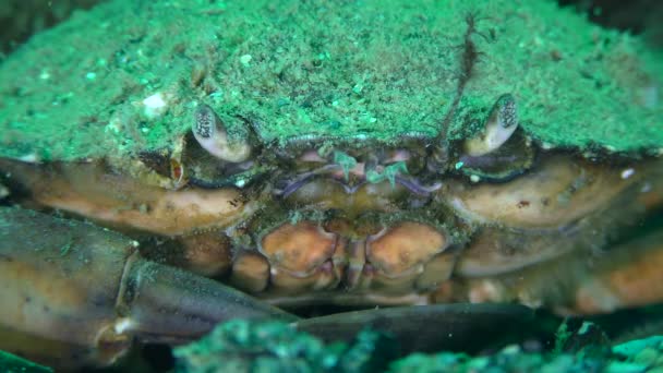 Krab zielony lub krab przybrzeżny (Carcinus maenas), zbliżenie. — Wideo stockowe