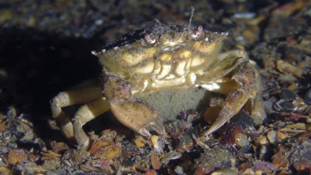 Crabe vert femelle avec des œufs sur l'abdomen, gros plan. — Video