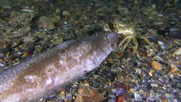 Krab zielony (Carcinus maenas) odwraca martwą rybę na dnie. — Wideo stockowe