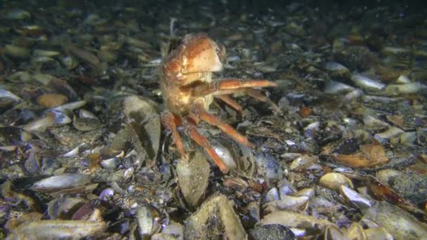 Momento raro de comportamiento: Cangrejos verdes y se rasca la espalda en el fondo del mar. — Vídeos de Stock