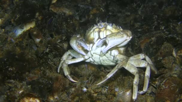 Rzadki moment zachowania: Europejski zielony krab drapie się po plecach na muszlach dna morskiego. — Wideo stockowe