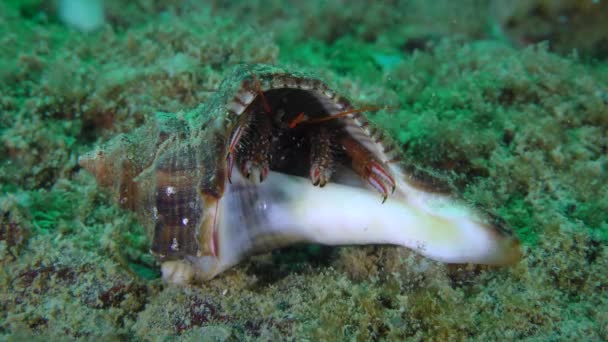 Heremietkreeft steekt langzaam uit de schelp waarin hij leeft. — Stockvideo