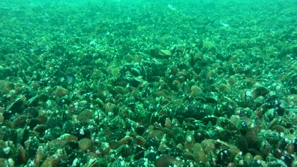 Mussel permukiman bawah tanah besar di tempat kaya plankton, tembakan lebar. — Stok Video