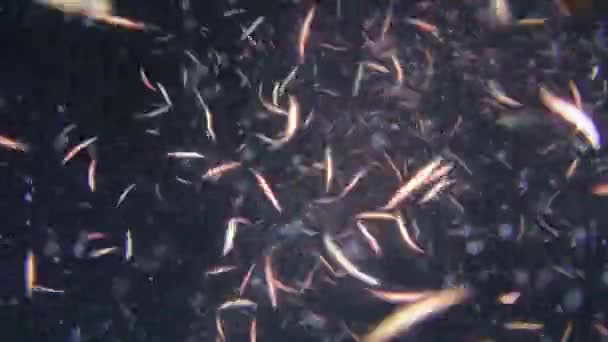 Reprodukční škeble (Nereis sp. ): Mnoho červů víří v paprsku světla na tmavém pozadí vodního sloupu. — Stock video