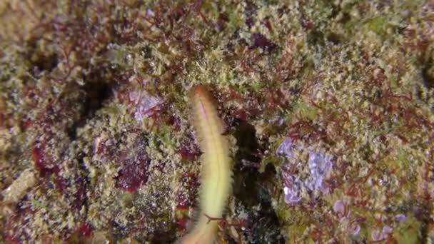 Clam Worms (Nereis sp.) Медленно ползает вдоль морского дна, крупным планом. — стоковое видео