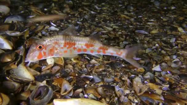 Reprodukce škeblových červů (Nereis sp. ): Kozí ryby jedí červy, kteří se potápí až na dno. — Stock video