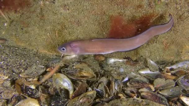 Kagylóférgek tenyésztése (Nereis sp. ): Roche kígyó blenny eszik férgek, hogy süllyed az aljára. — Stock videók