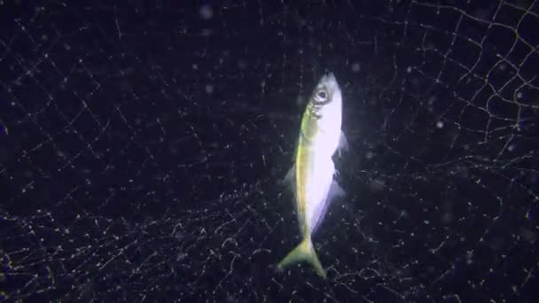 Pesci Battiti di sugarello nella rete da pesca. — Video Stock