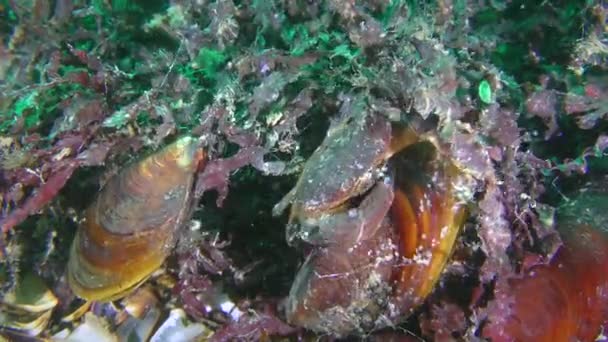 Biocenosis of the red algae phyllophora (Phyllophora crispa): Jaguar round crab is looking for food among algae. — Stock Video