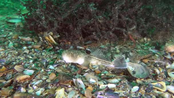 Biocoenosis red algae phyllophora: fish Atlantic stargazer (Uranoscopus scaber) buries next to the algae. — Stock Video