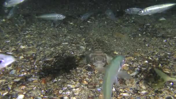 Ψάρια της θάλασσας Knout goby (Mesogobius batrachocephalus) προσπαθεί να κυνηγήσει το σαφρίδι. — Αρχείο Βίντεο