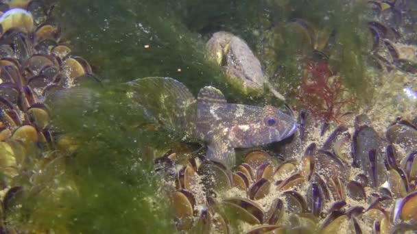 Pilzgrunfisch (Ponticola eurycephalus) fängt kleine Krebstiere. — Stockvideo
