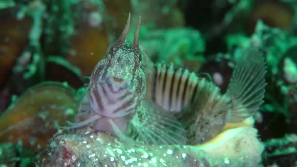 Mężczyzna Tentacled blenny w pusty skorupa Veined Rapa Whelk z bliska. — Wideo stockowe