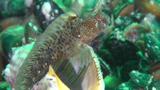 Férfi csápos blenny (Parablennius tentacularis) az üres héj, amely a fészek. — Stock videók