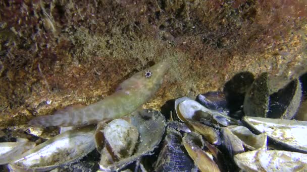 Vtipné ryby Connemarra clingfish (Lepadogaster candolii) na kameni. — Stock video