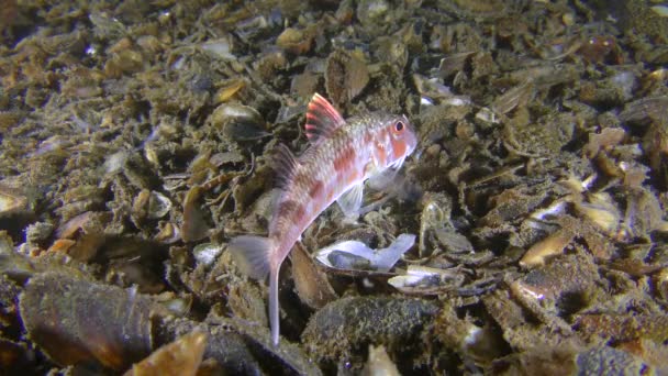 Poisson de fond Rouget soulève la nageoire dorsale brillante haute. — Video