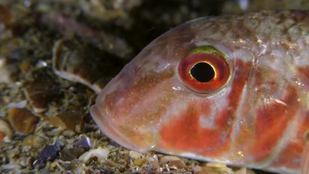 Spodní ryba Červený parmice (Mullus barbatus), portrét, boční pohled, poté opouští rám. — Stock video